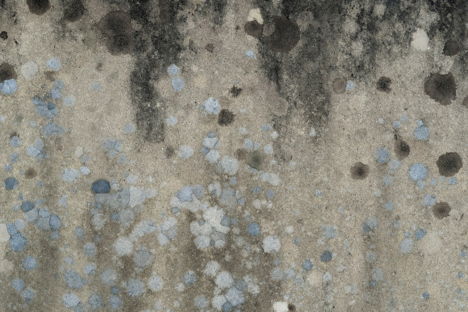 Home Insurance and Mold Claims: What’s Covered?
